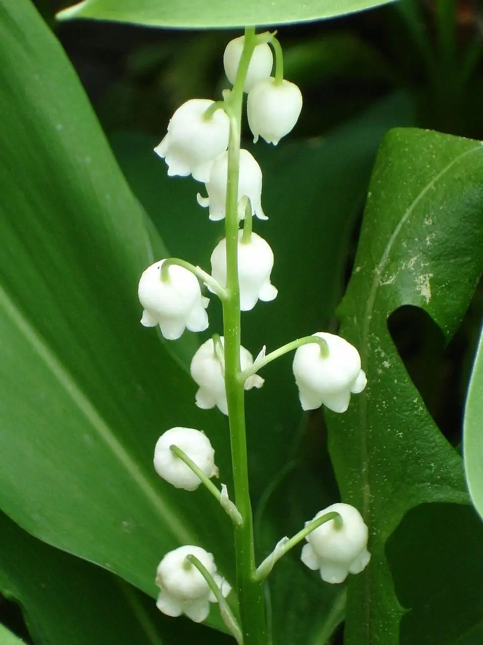 铃兰 (Convallaria majalis) — 环境展示