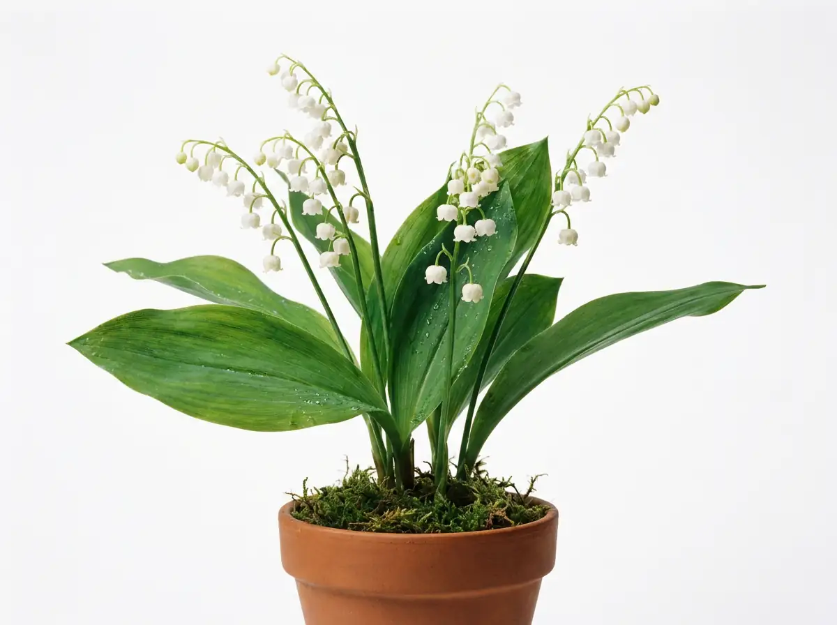 铃兰 (Convallaria majalis) — 更多视角