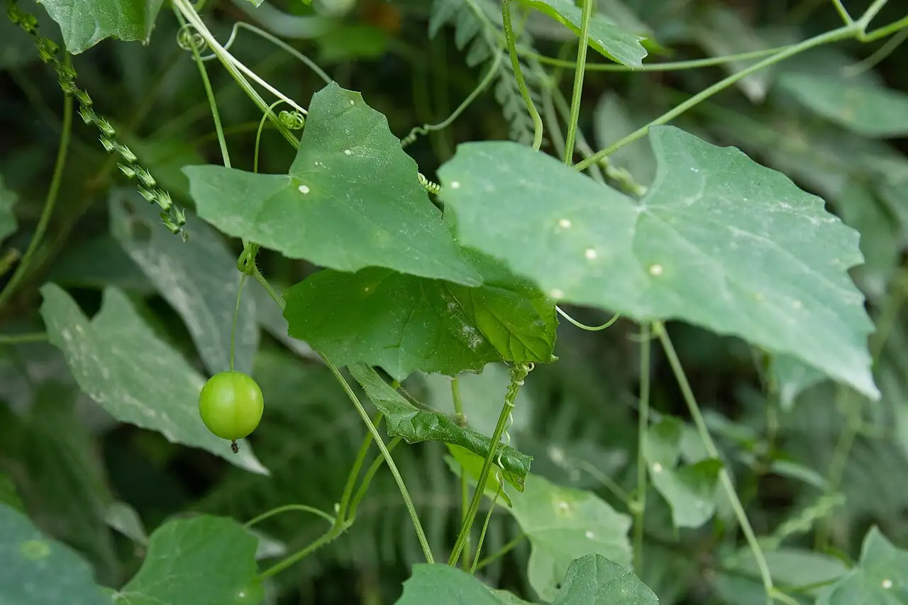 马跑儿 (Zehneria japonica) — 环境展示