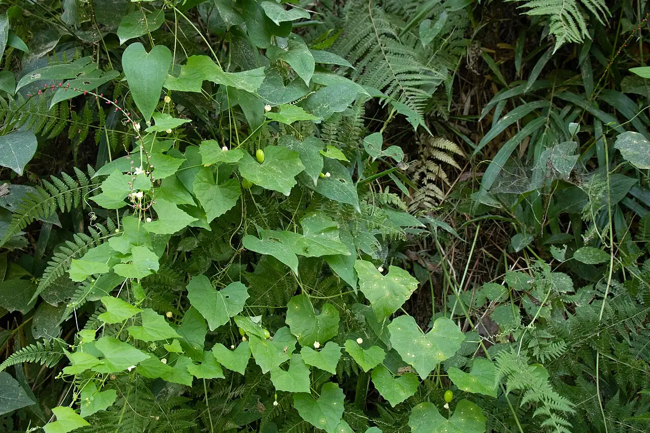 马跑儿 (Zehneria japonica) — 更多视角