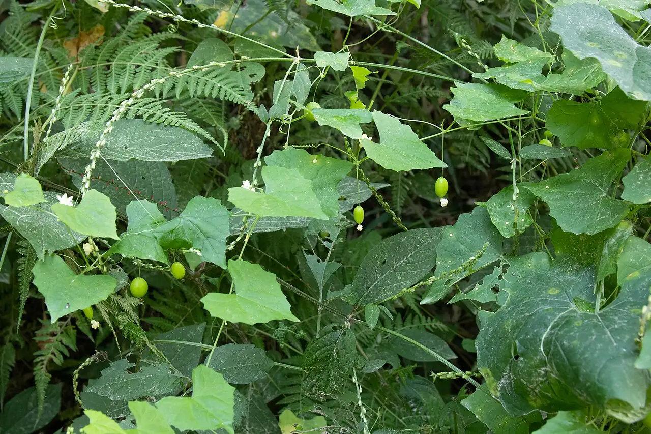 马跑儿 (Zehneria japonica) — 更多视角