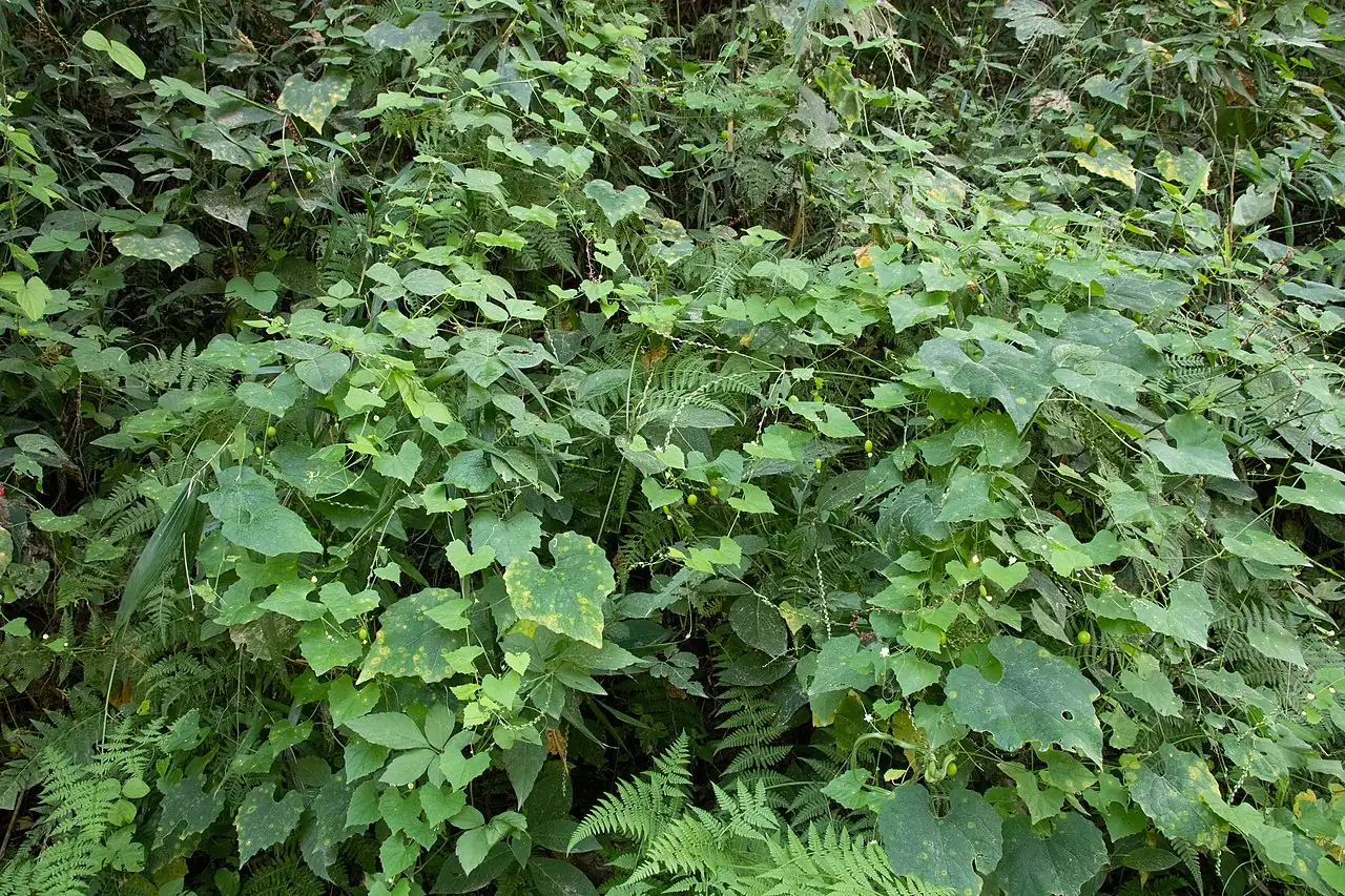 马跑儿 (Zehneria japonica) — 更多视角