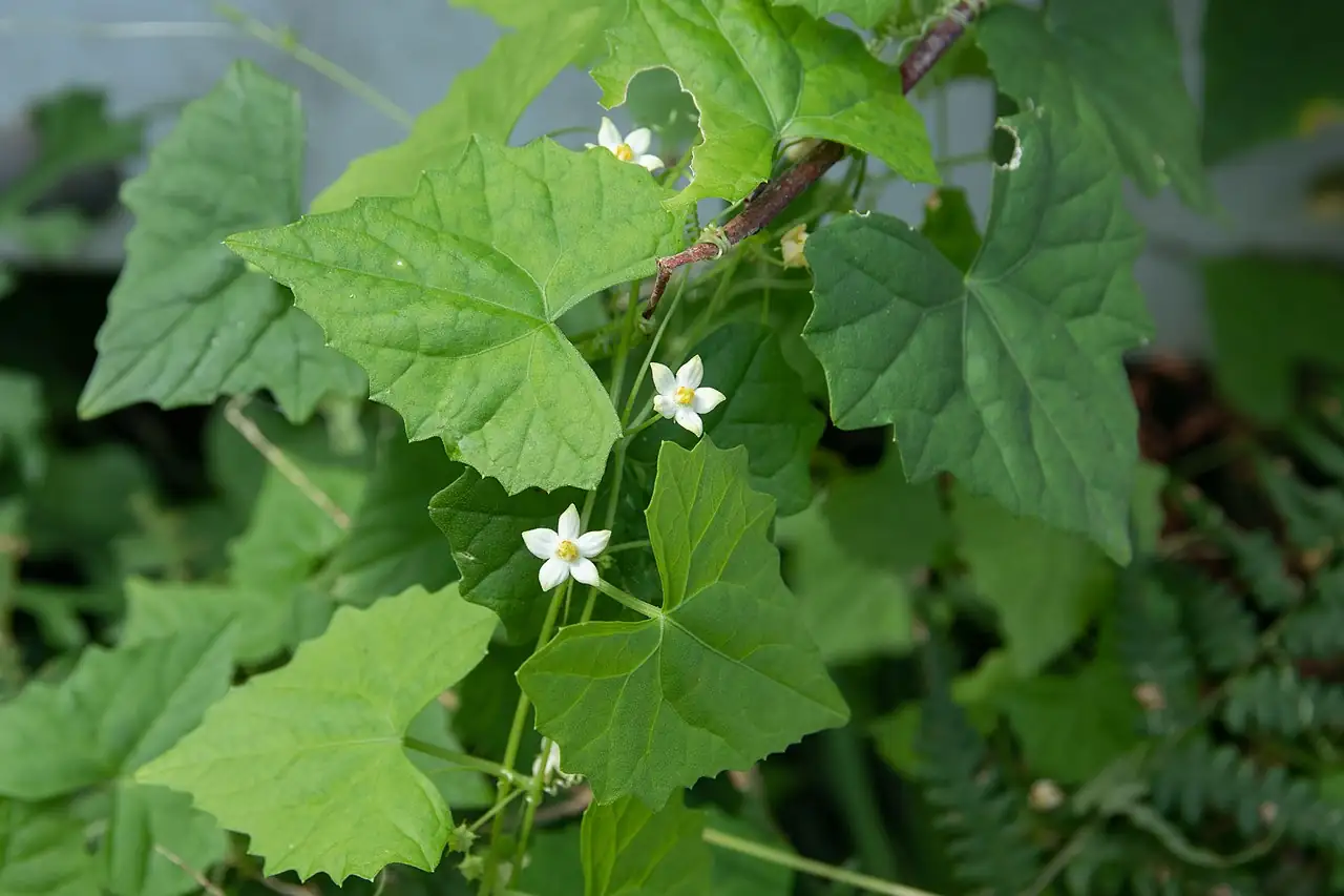 马跑儿 (Zehneria japonica) — 主图