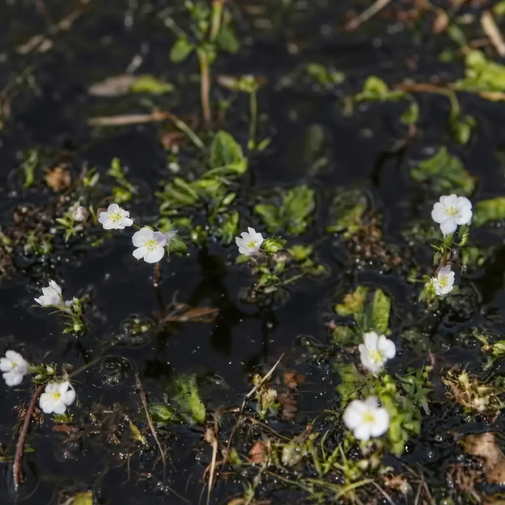 通泉草 (Mazus japonicus) — 主图