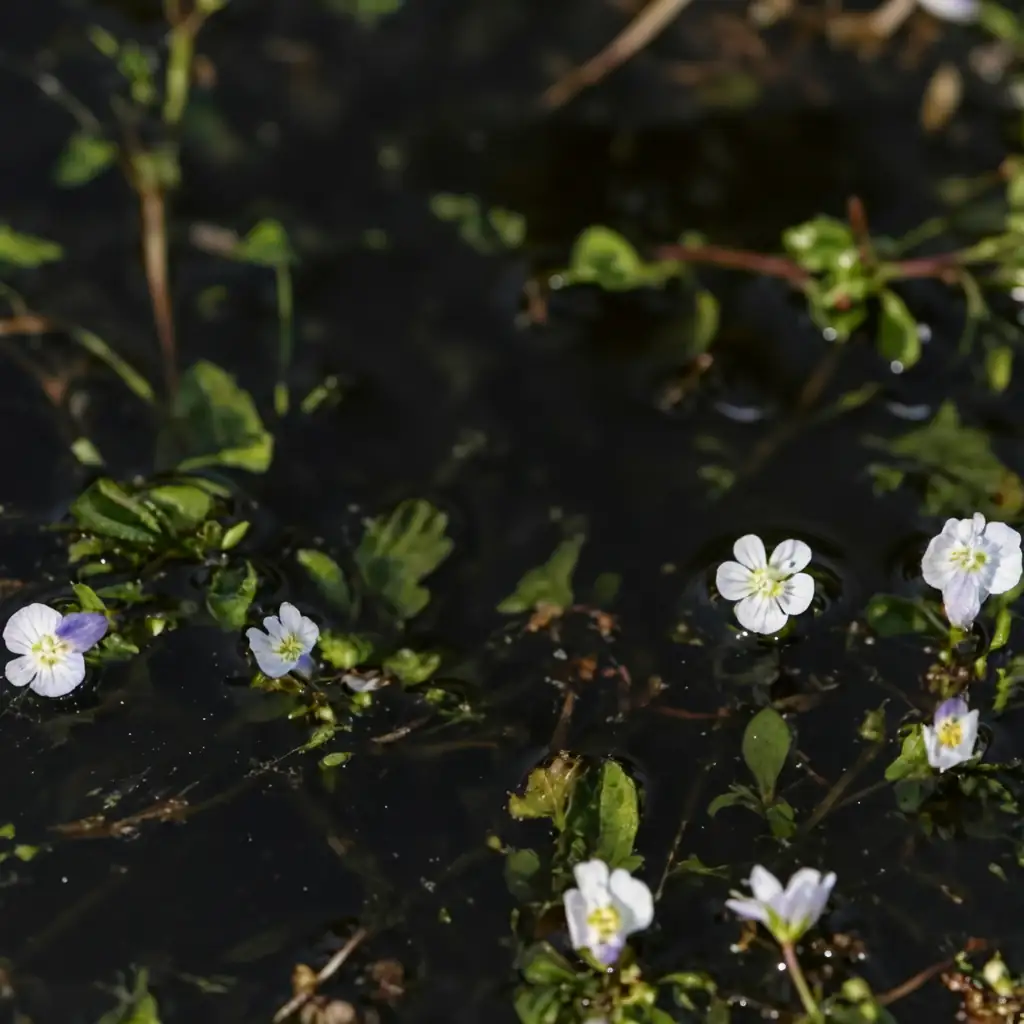 通泉草 (Mazus japonicus) — 细节