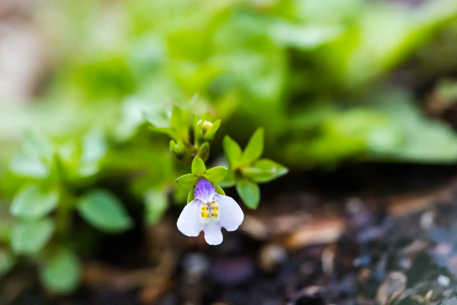 通泉草 (Mazus japonicus) — 特写