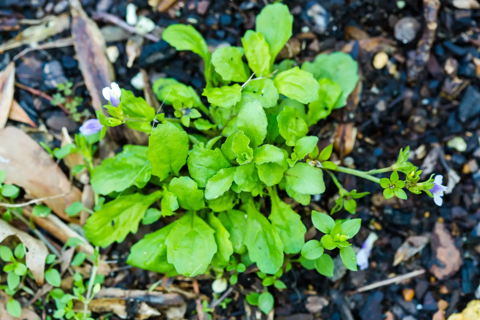 通泉草 (Mazus japonicus) — 环境展示