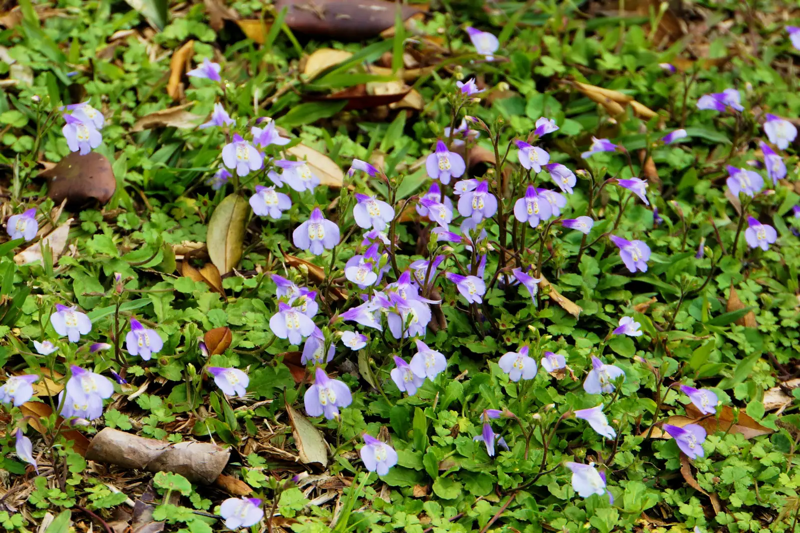 通泉草 (Mazus japonicus) — 更多视角