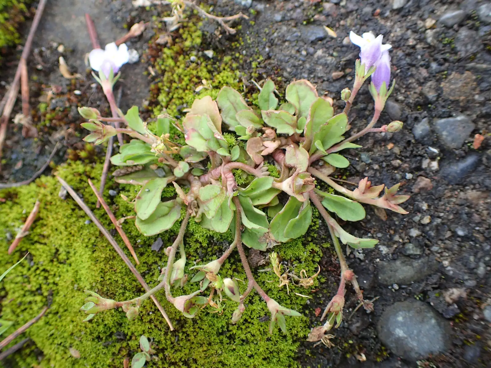 通泉草 (Mazus japonicus) — 更多视角