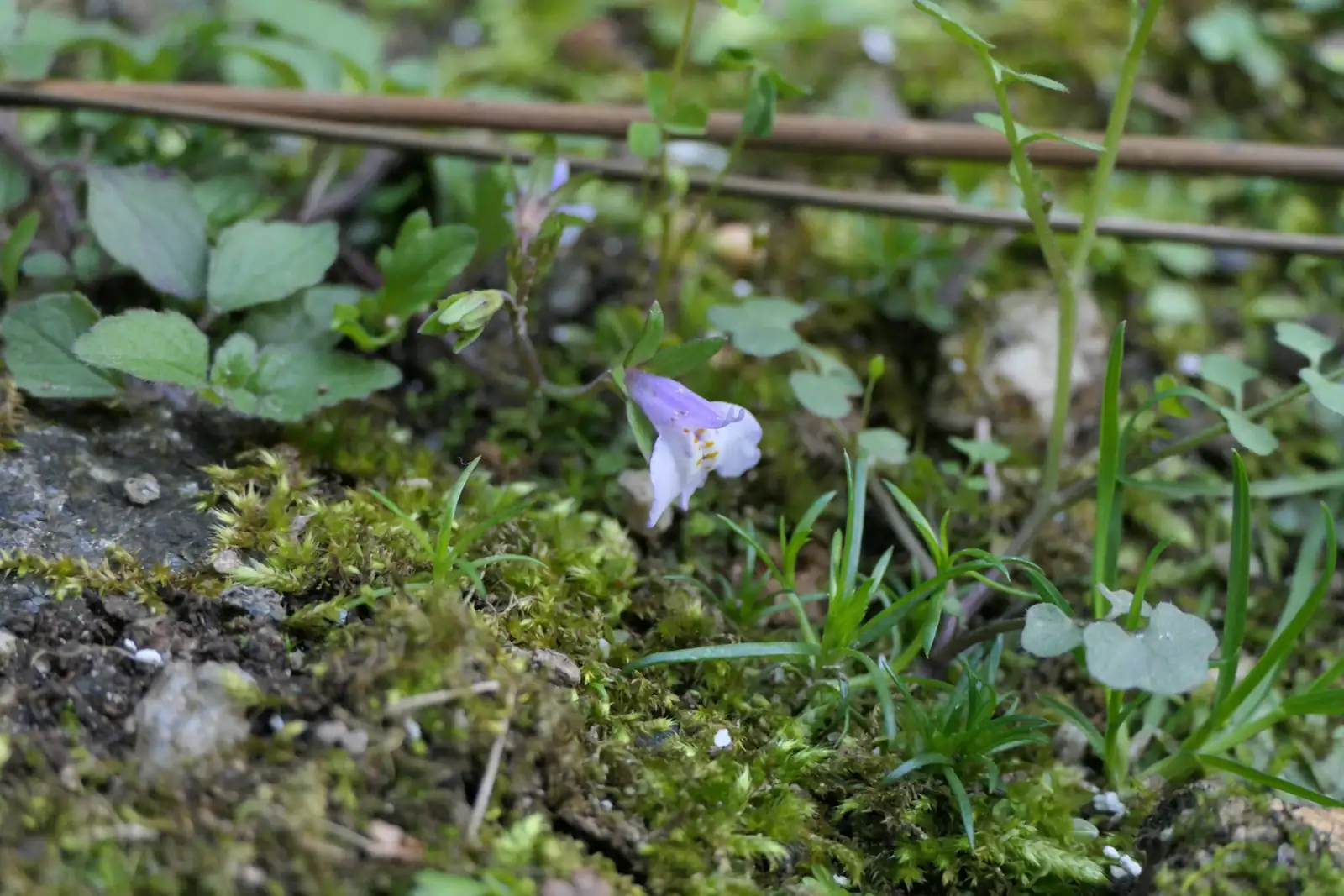 通泉草 (Mazus japonicus) — 更多视角