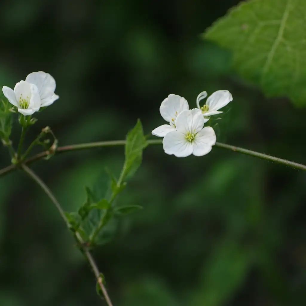 东方泽泻 (Alisma orientale) — 主图