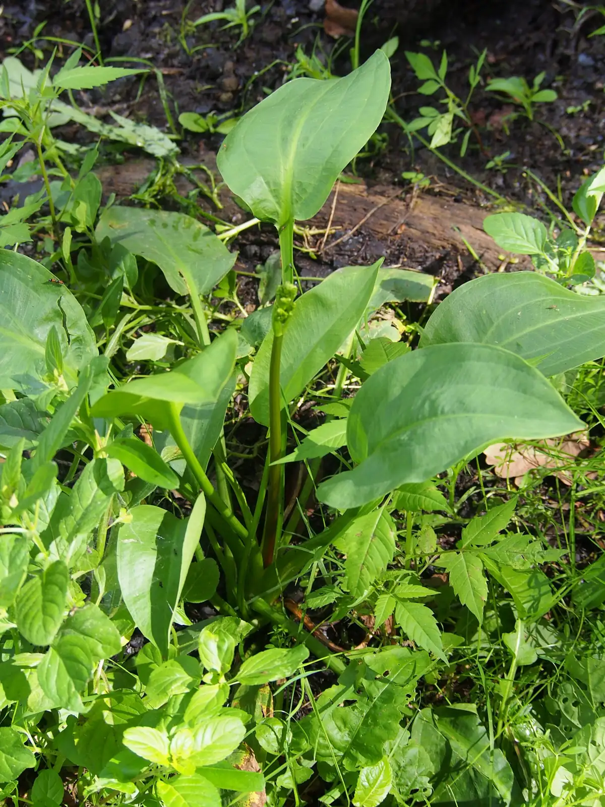 东方泽泻 (Alisma orientale) — 环境展示