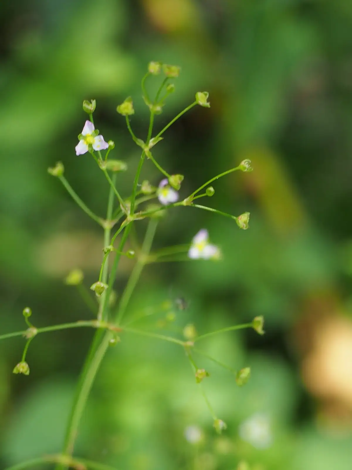 东方泽泻 (Alisma orientale) — 更多视角