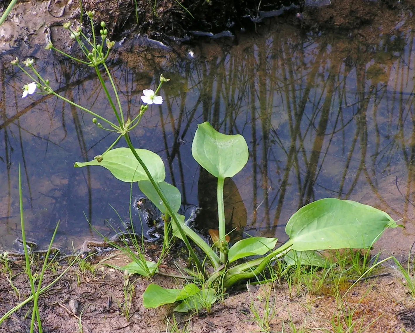 东方泽泻 (Alisma orientale) — 特写