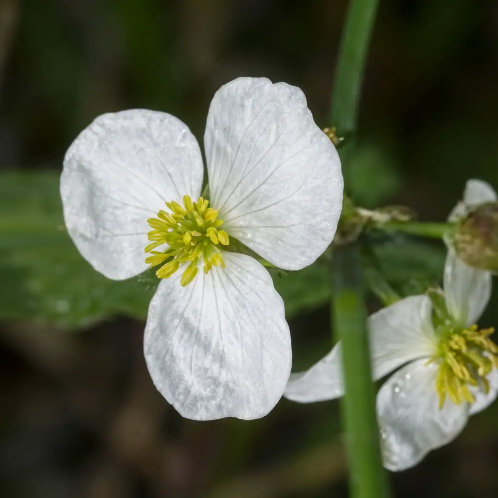 慈姑 (Sagittaria trifolia var. sinensis) — 细节