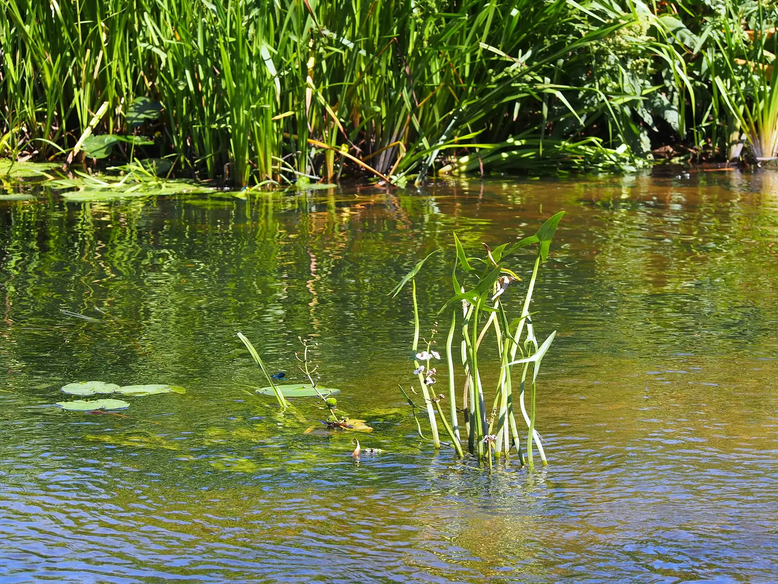 慈姑 (Sagittaria trifolia var. sinensis) — 环境展示