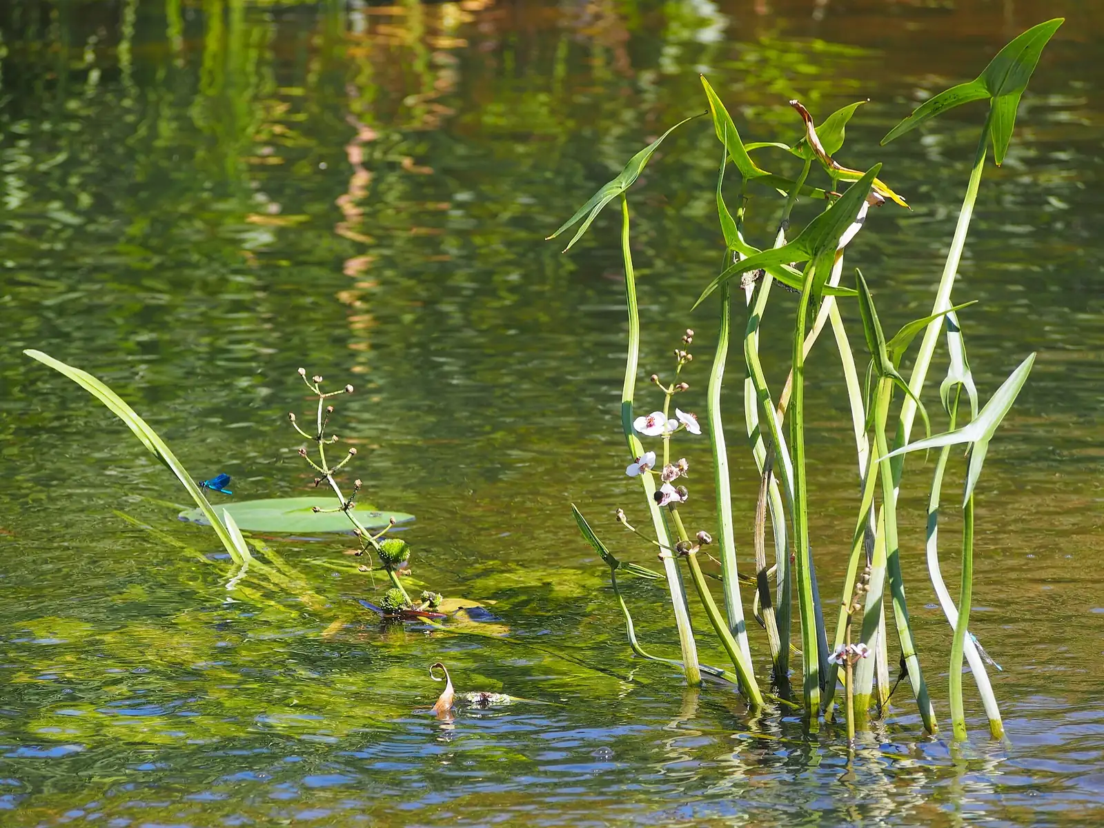 慈姑 (Sagittaria trifolia var. sinensis) — 更多视角