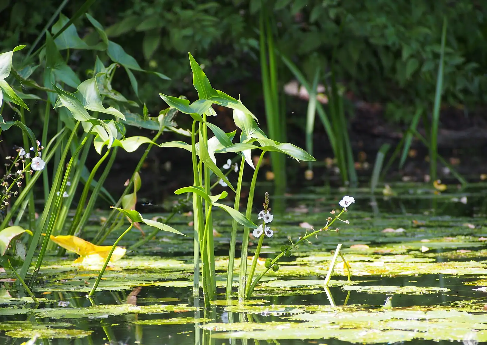慈姑 (Sagittaria trifolia var. sinensis) — 更多视角