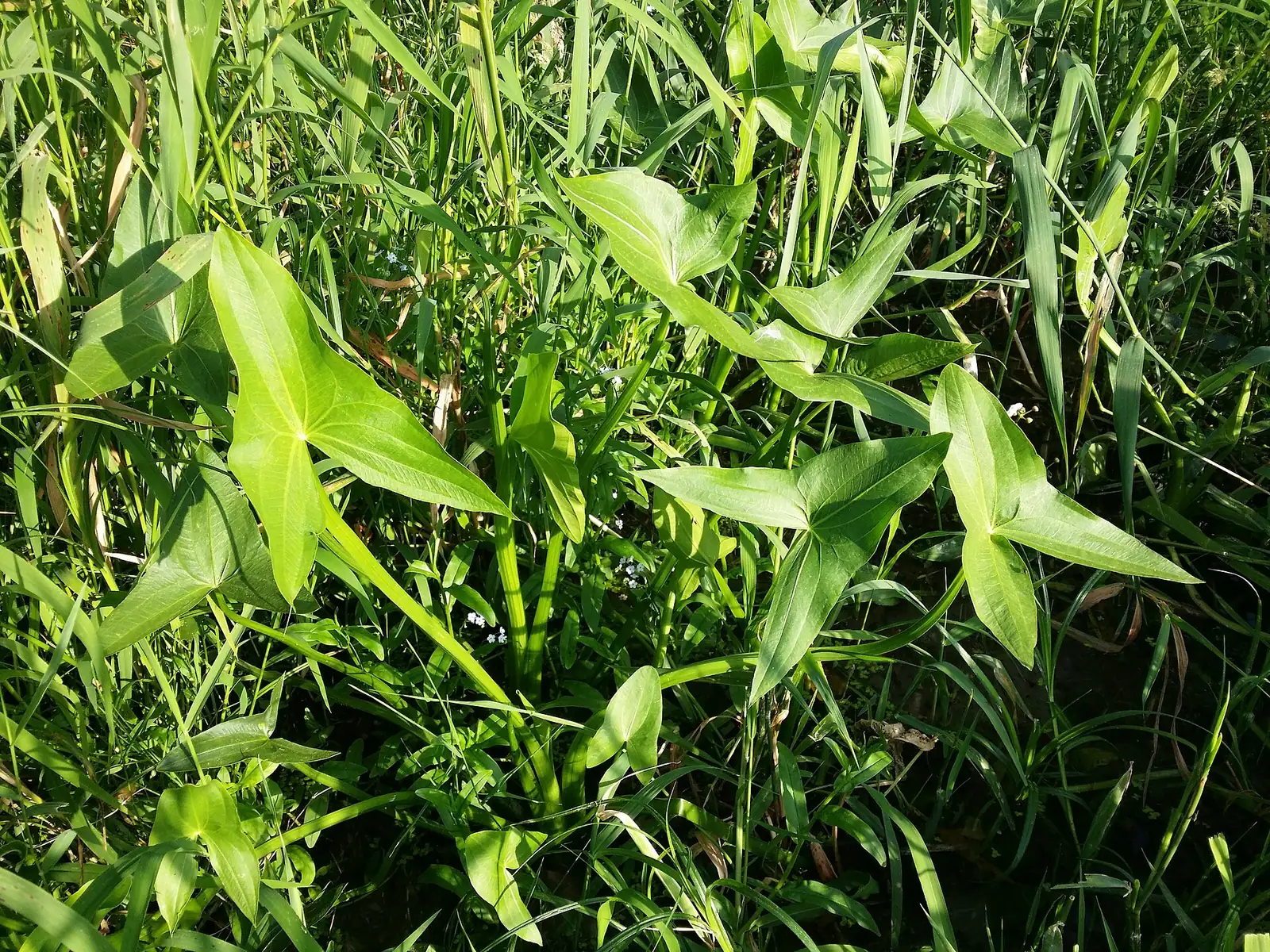 慈姑 (Sagittaria trifolia var. sinensis) — 更多视角