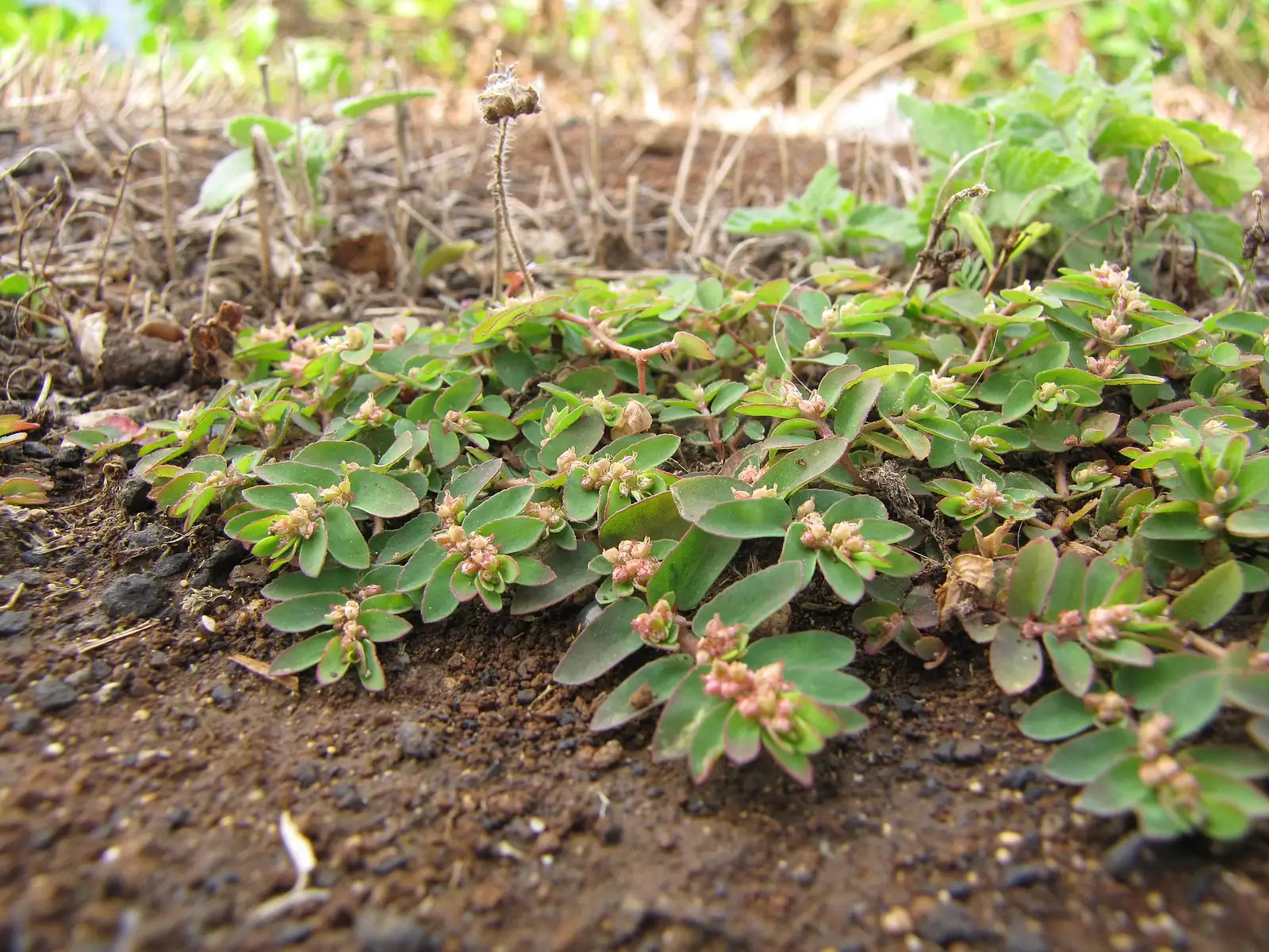 千根草 (Euphorbia thymifolia) — 特写