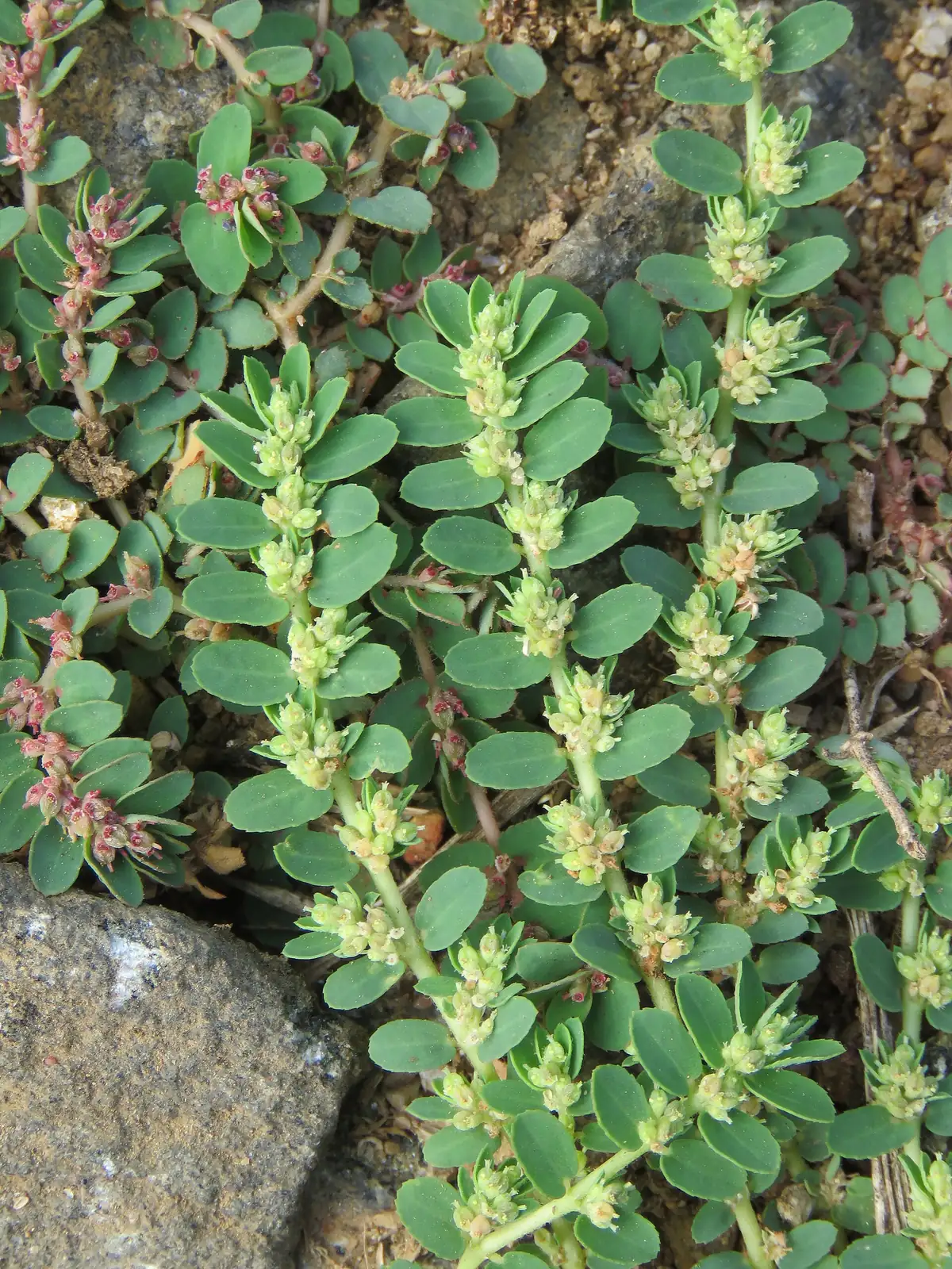 千根草 (Euphorbia thymifolia) — 环境展示