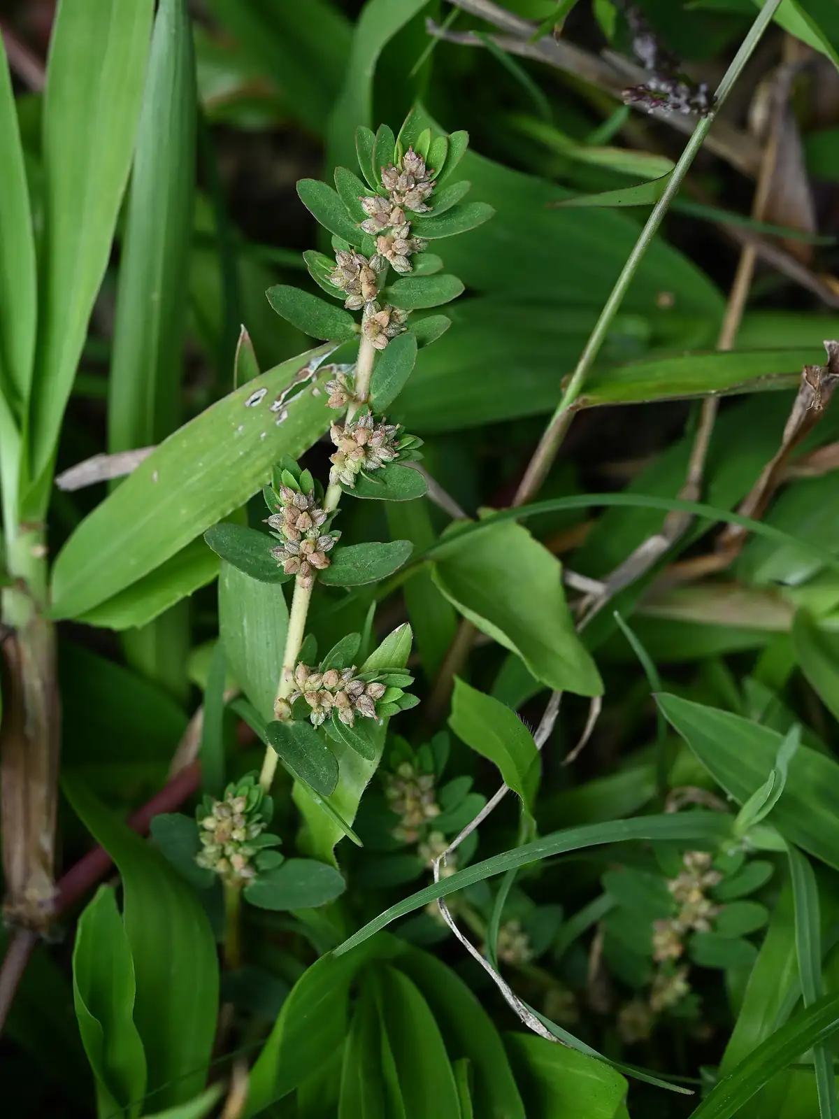 千根草 (Euphorbia thymifolia) — 更多视角