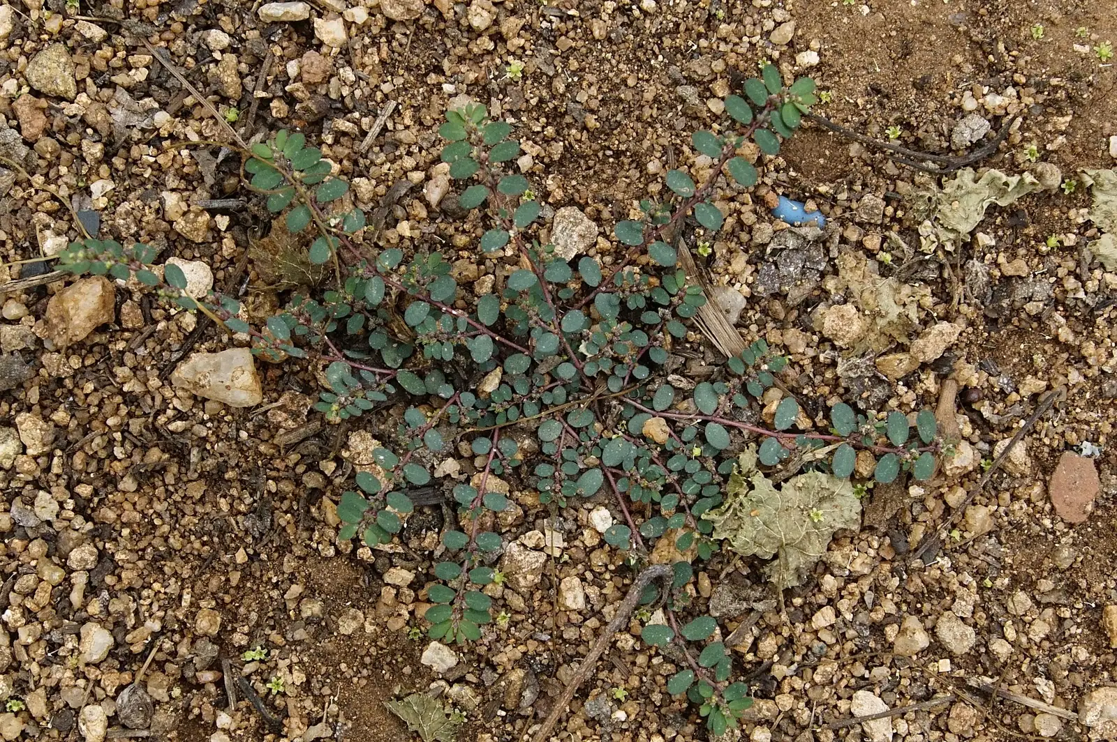 千根草 (Euphorbia thymifolia) — 主图