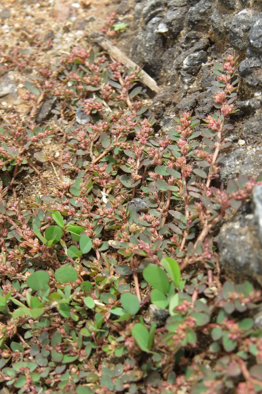 千根草 (Euphorbia thymifolia) — 更多视角