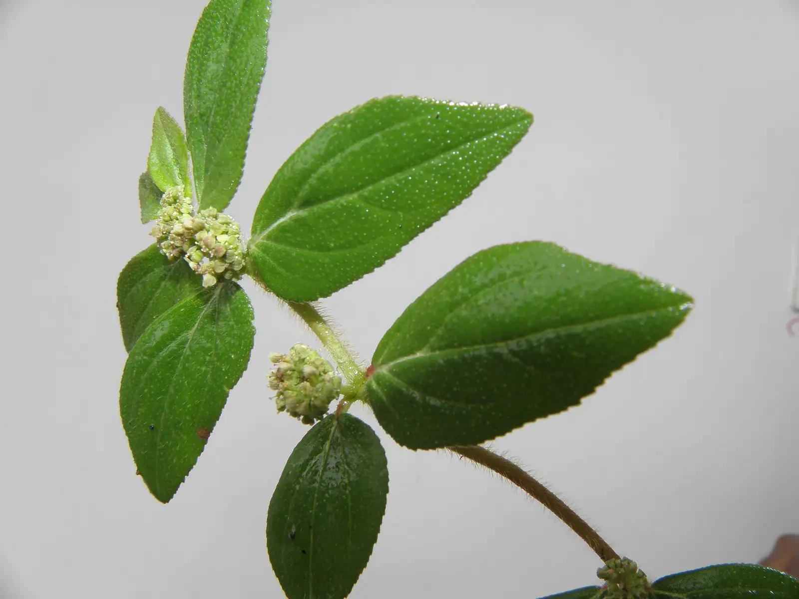 千根草 (Euphorbia thymifolia) — 更多视角