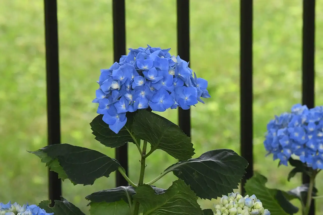 八仙花 (Hydrangea macrophylla) — 更多视角