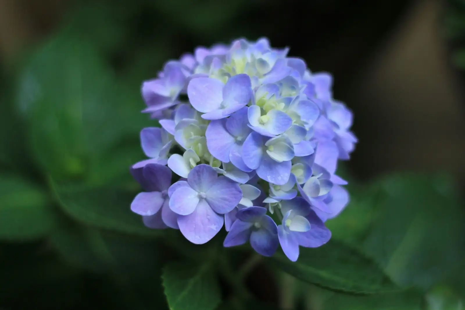 八仙花 (Hydrangea macrophylla) — 主图