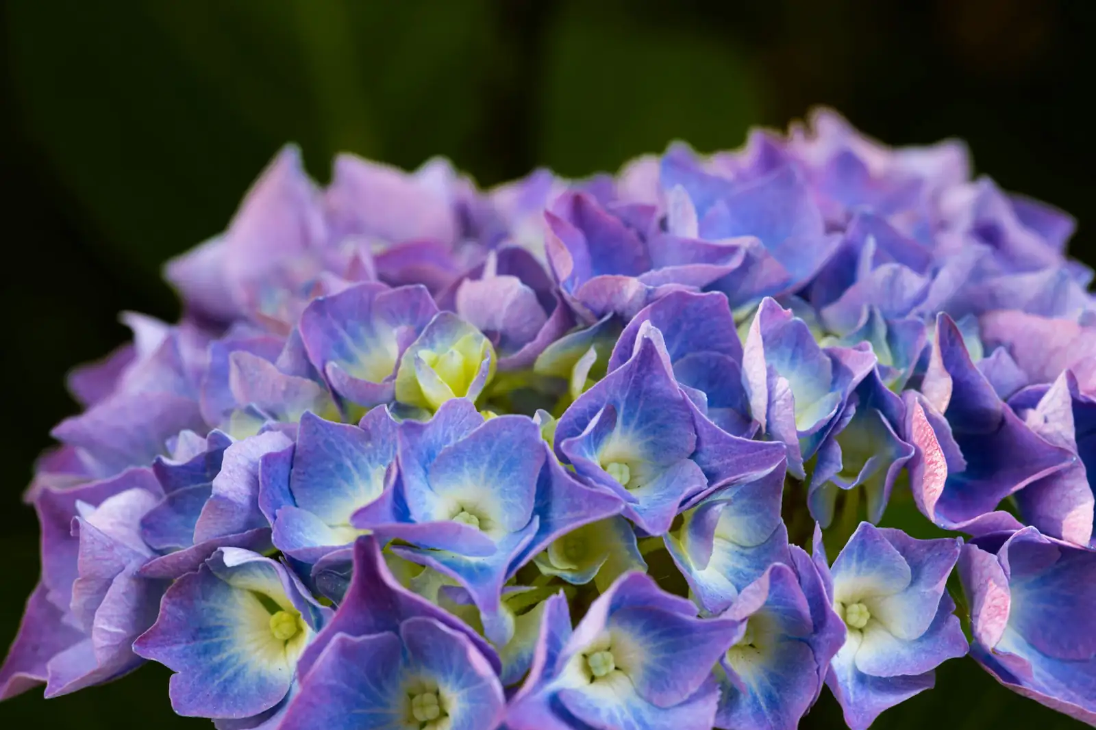 八仙花 (Hydrangea macrophylla) — 更多视角