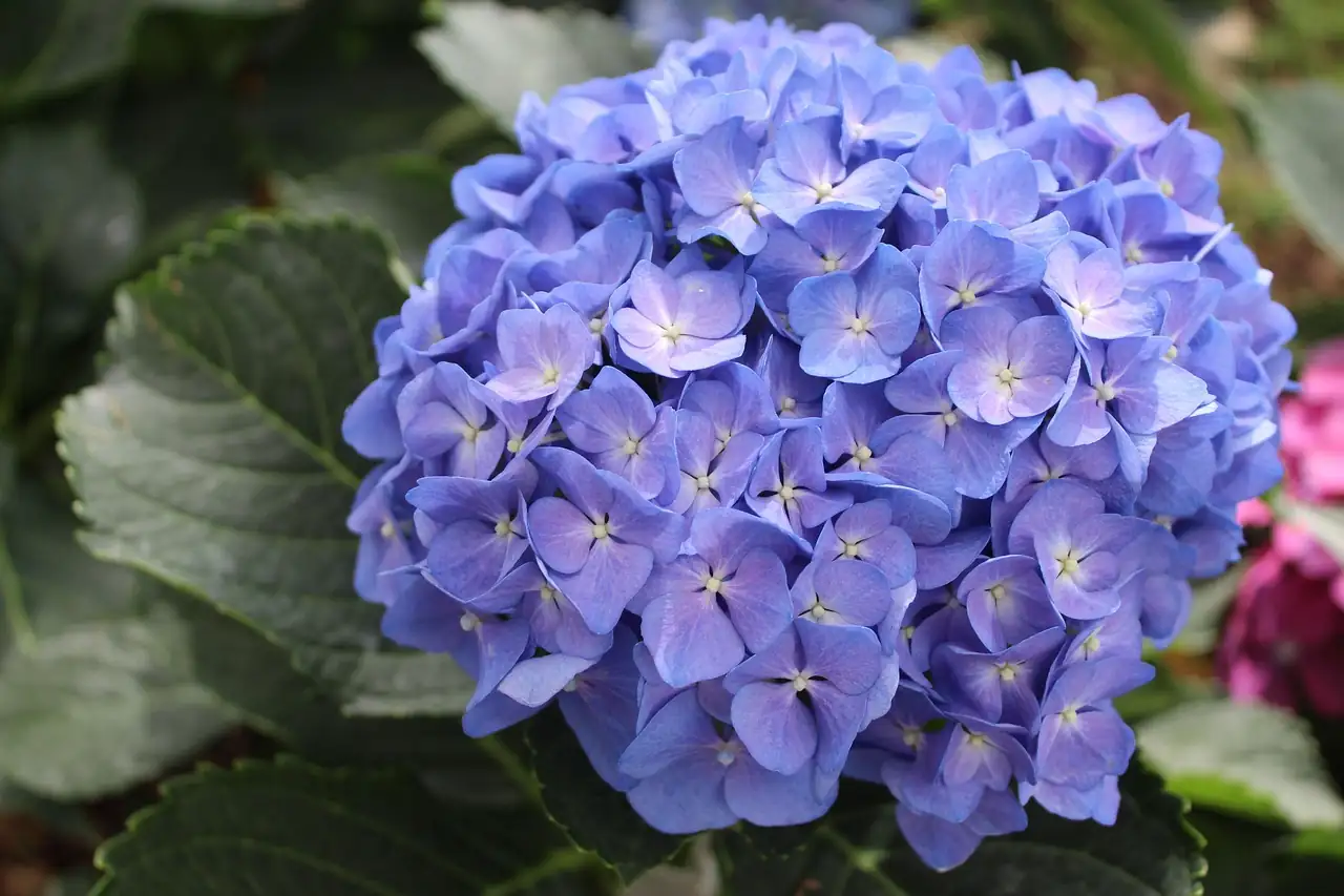 八仙花 (Hydrangea macrophylla) — 细节