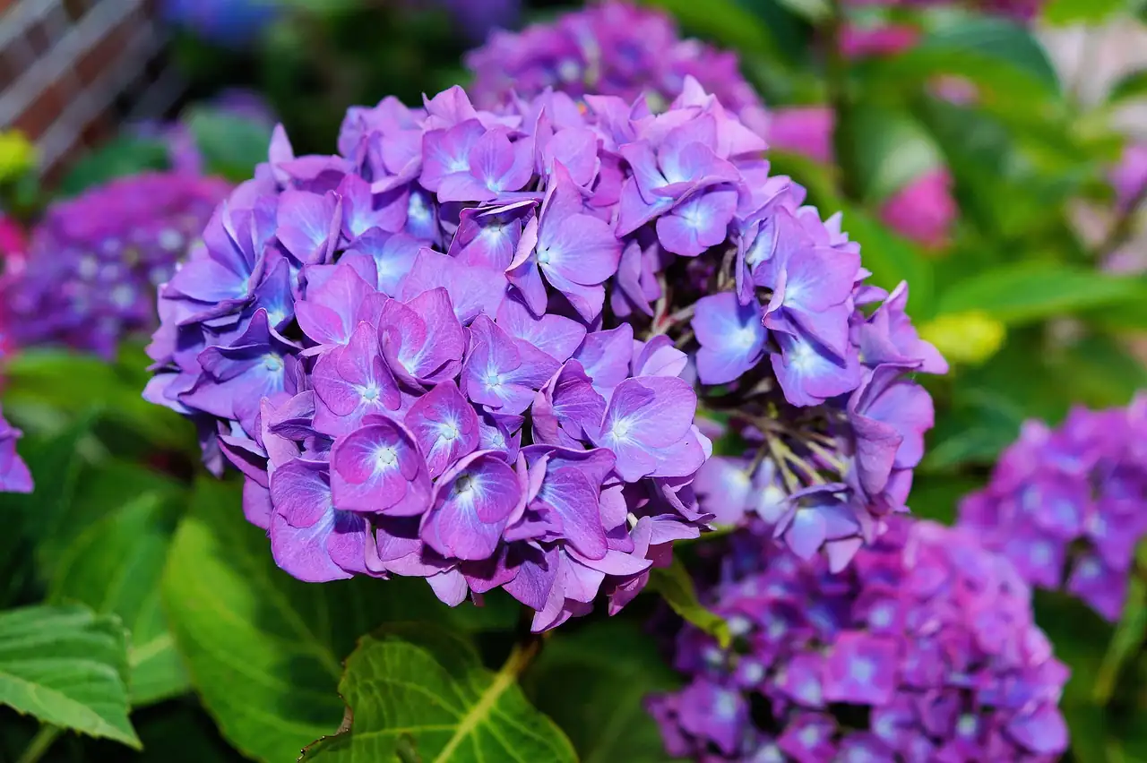 八仙花 (Hydrangea macrophylla) — 更多视角