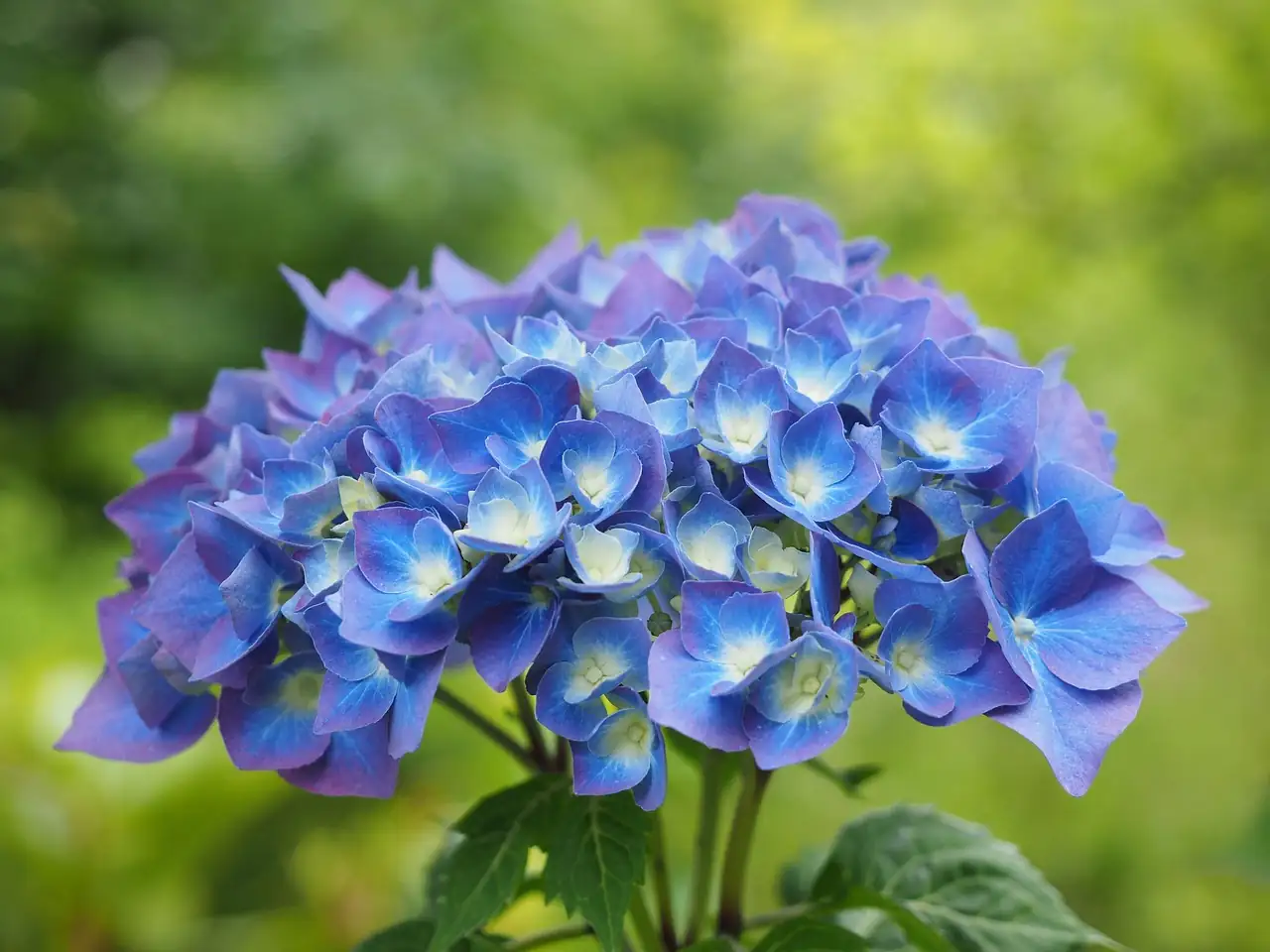 八仙花 (Hydrangea macrophylla) — 特写
