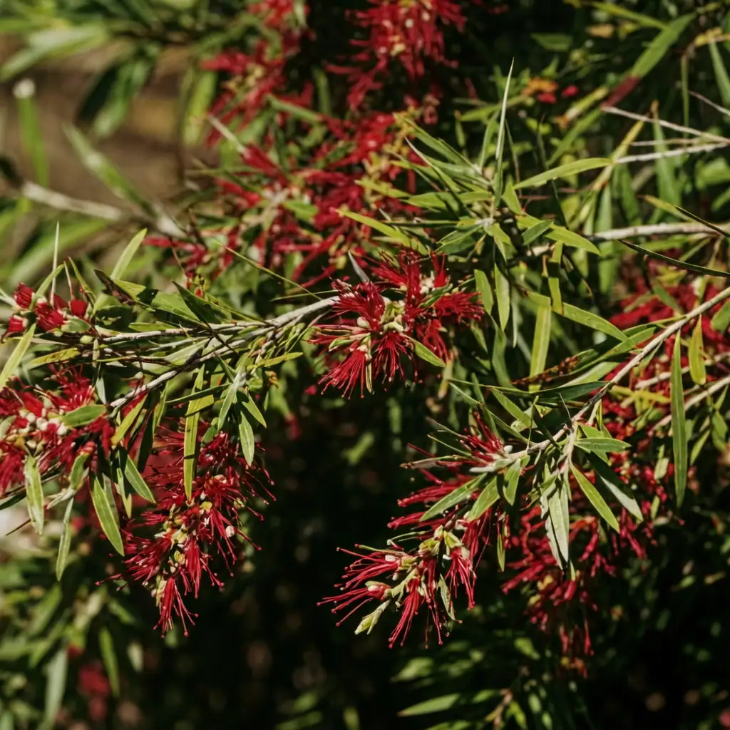 红千层 (Callistemon rigidus) — 主图