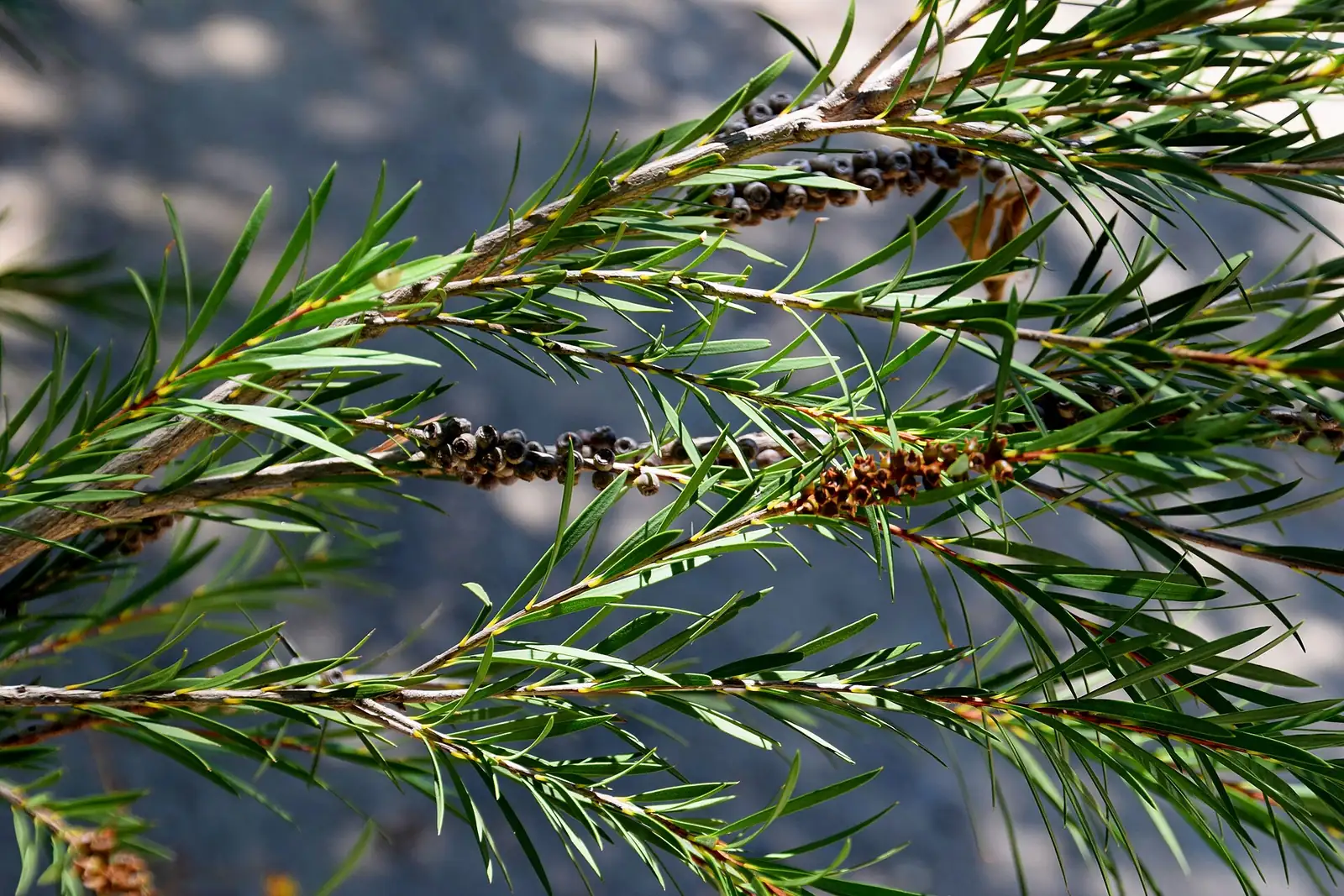 红千层 (Callistemon rigidus) — 环境展示