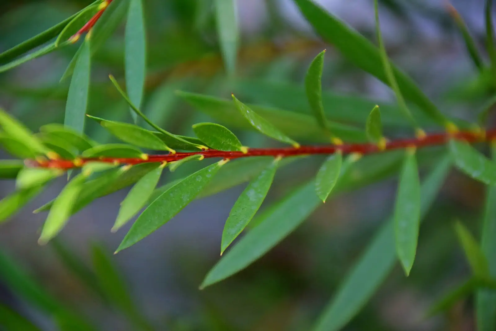 红千层 (Callistemon rigidus) — 更多视角