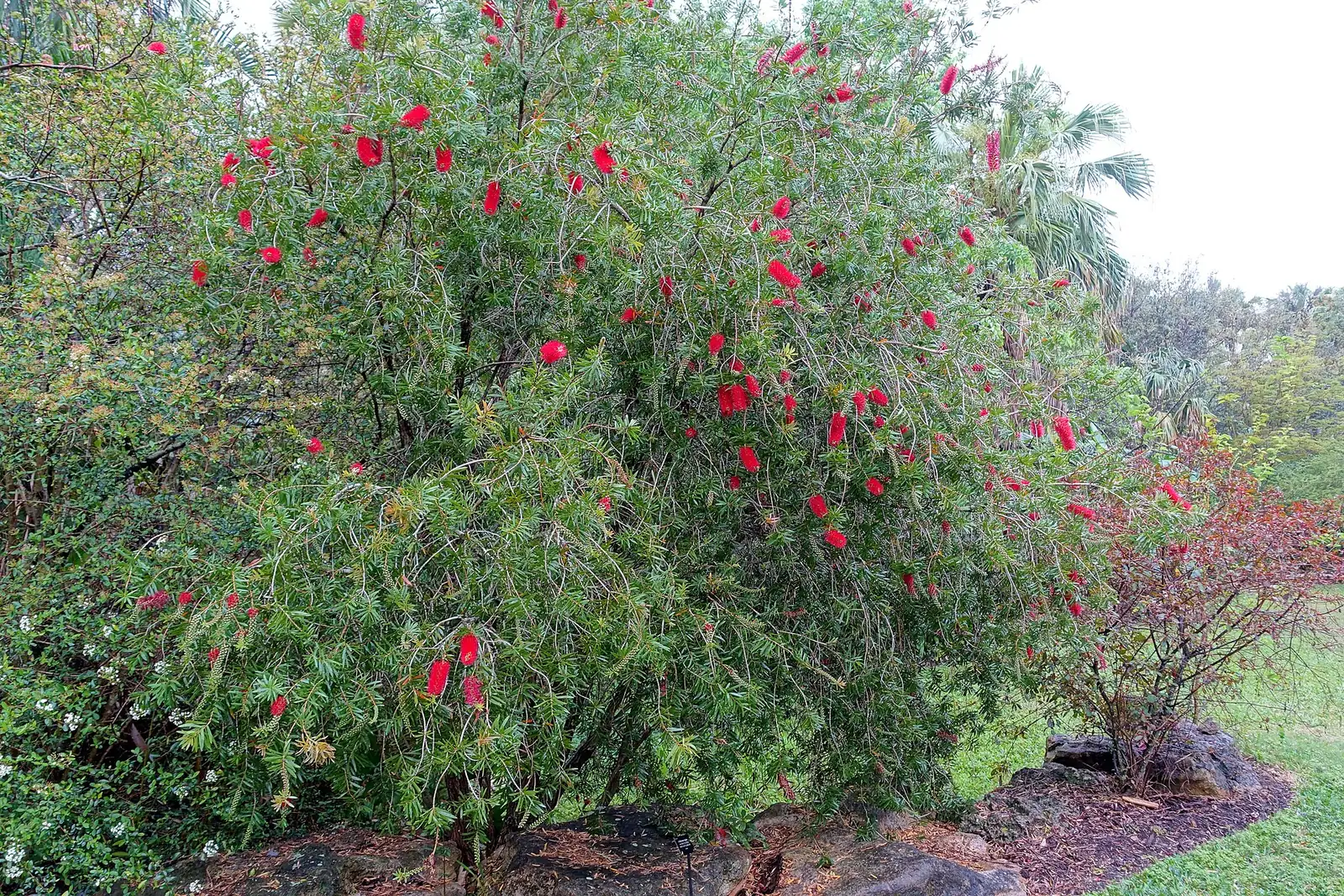 红千层 (Callistemon rigidus) — 更多视角