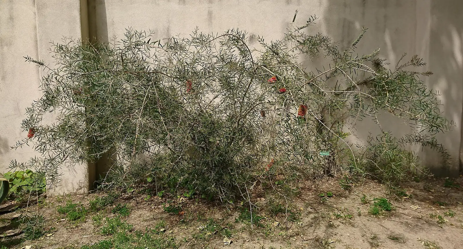 红千层 (Callistemon rigidus) — 更多视角