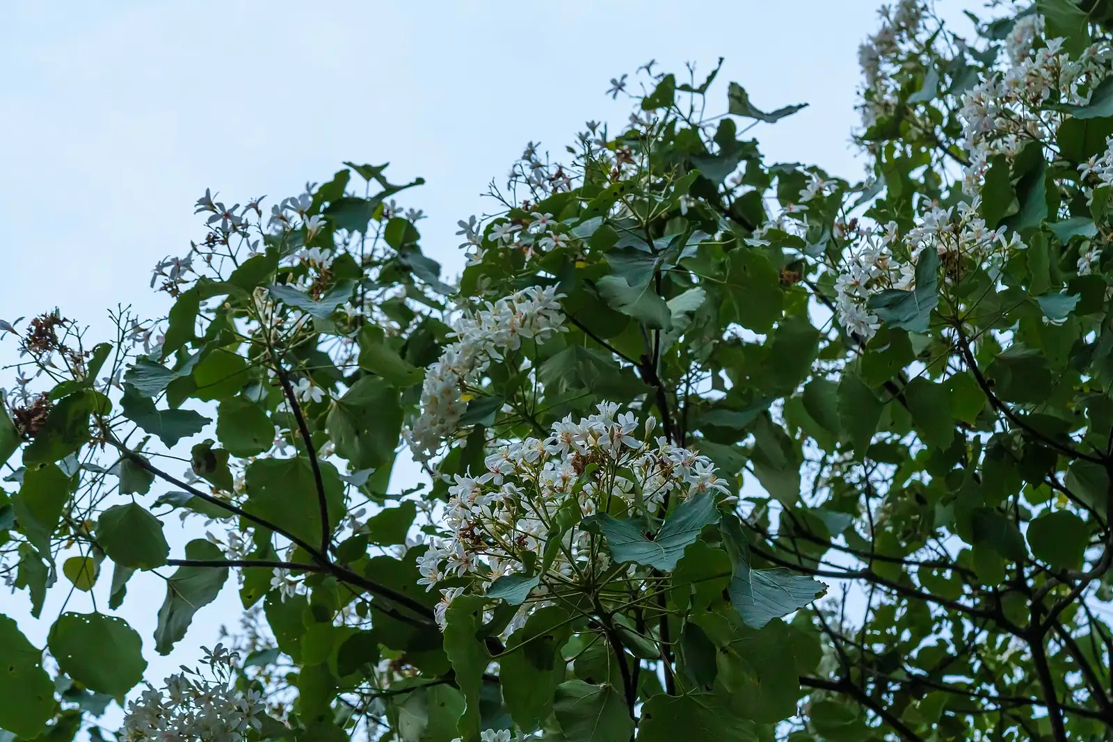 油桐 (Vernicia fordii) — 环境展示
