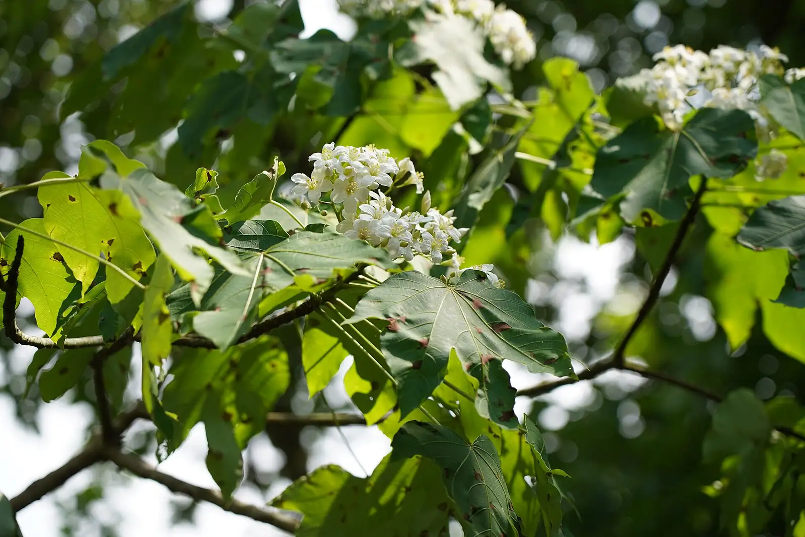 油桐 (Vernicia fordii) — 更多视角