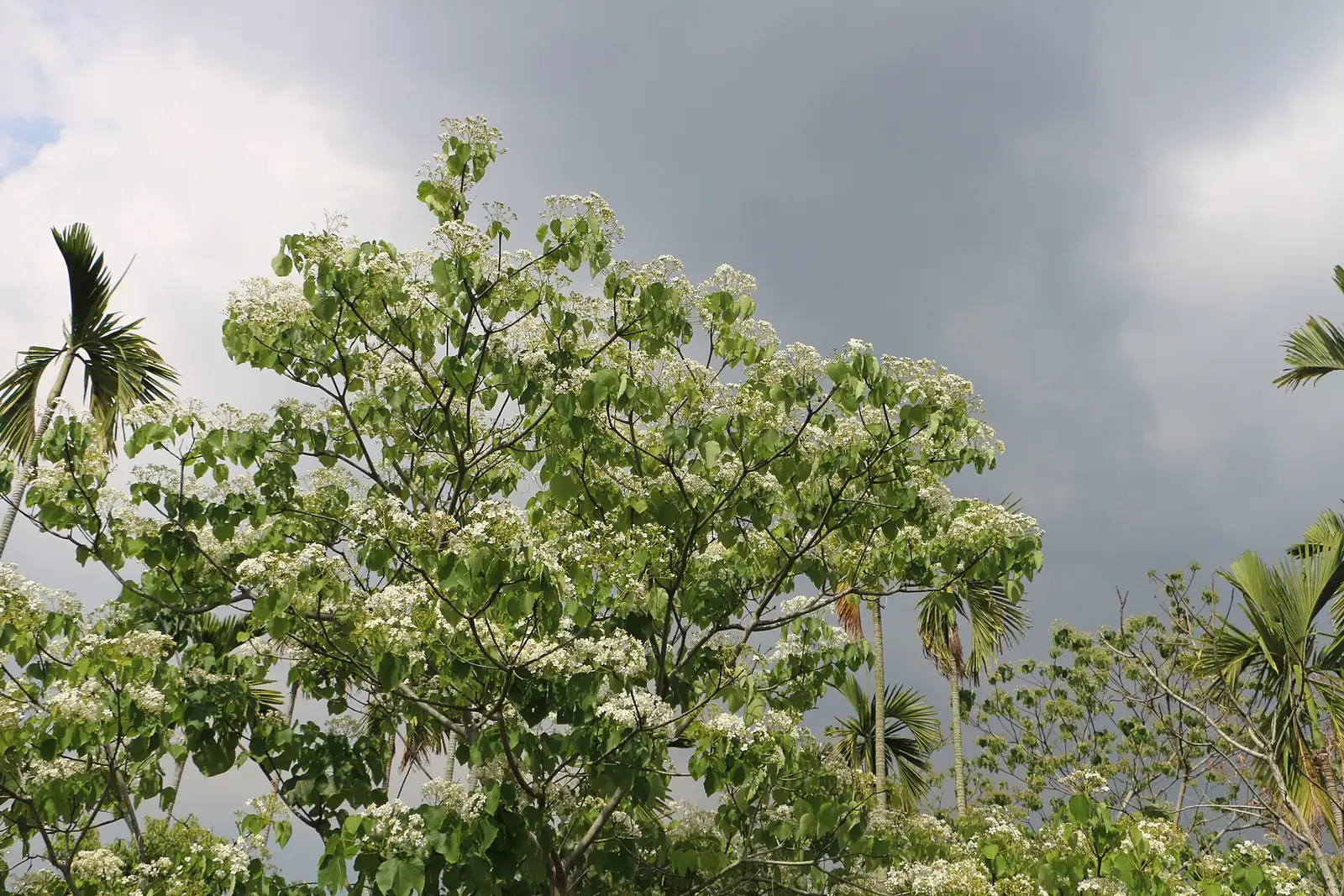 油桐 (Vernicia fordii) — 更多视角