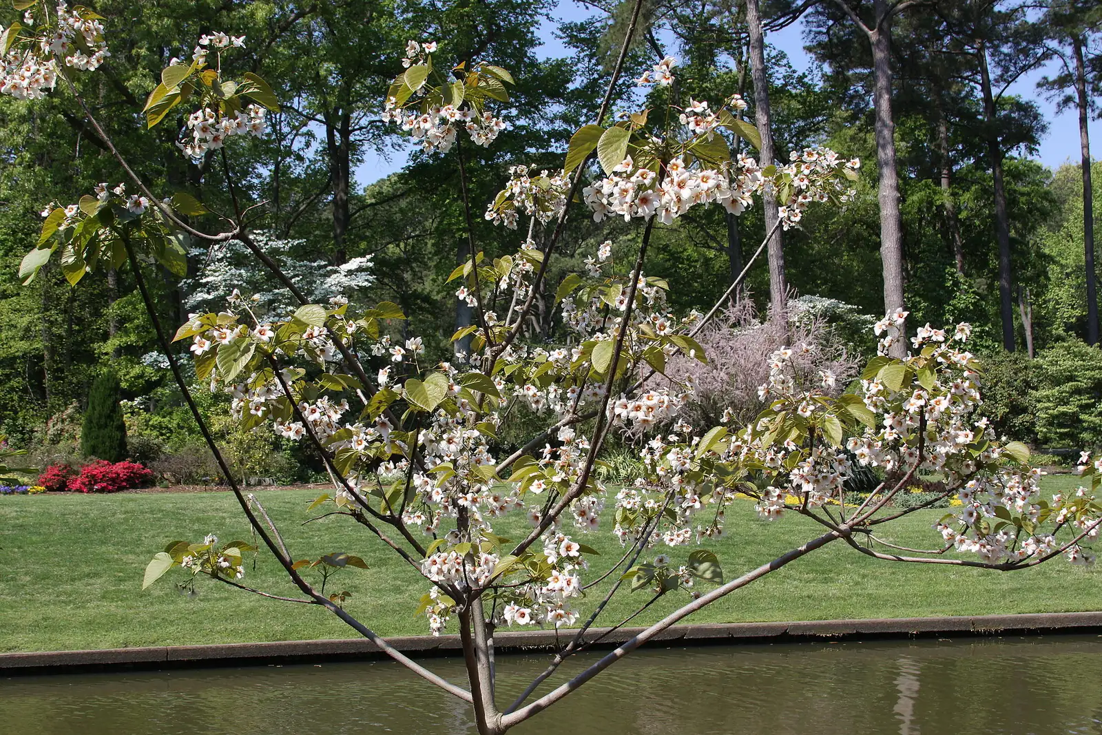 油桐 (Vernicia fordii) — 更多视角