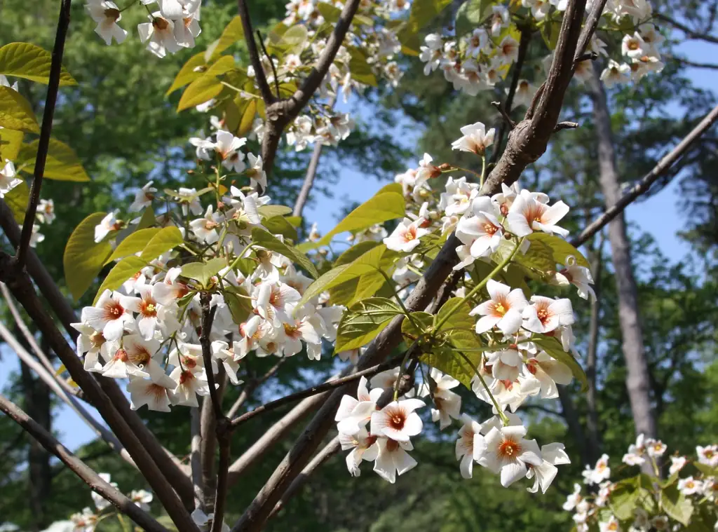 油桐 (Vernicia fordii) — 主图