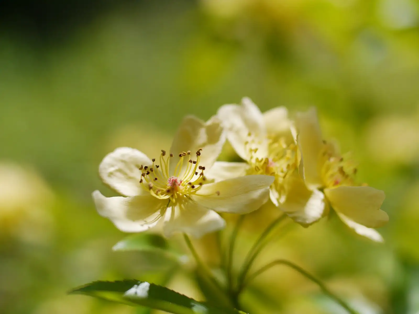 木香 (Rosa banksiae) — 环境展示