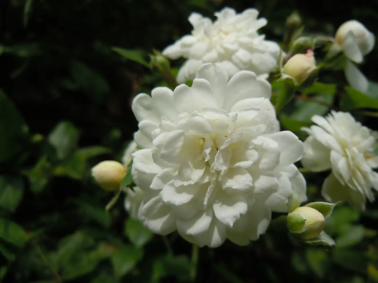 木香 (Rosa banksiae) — 更多视角