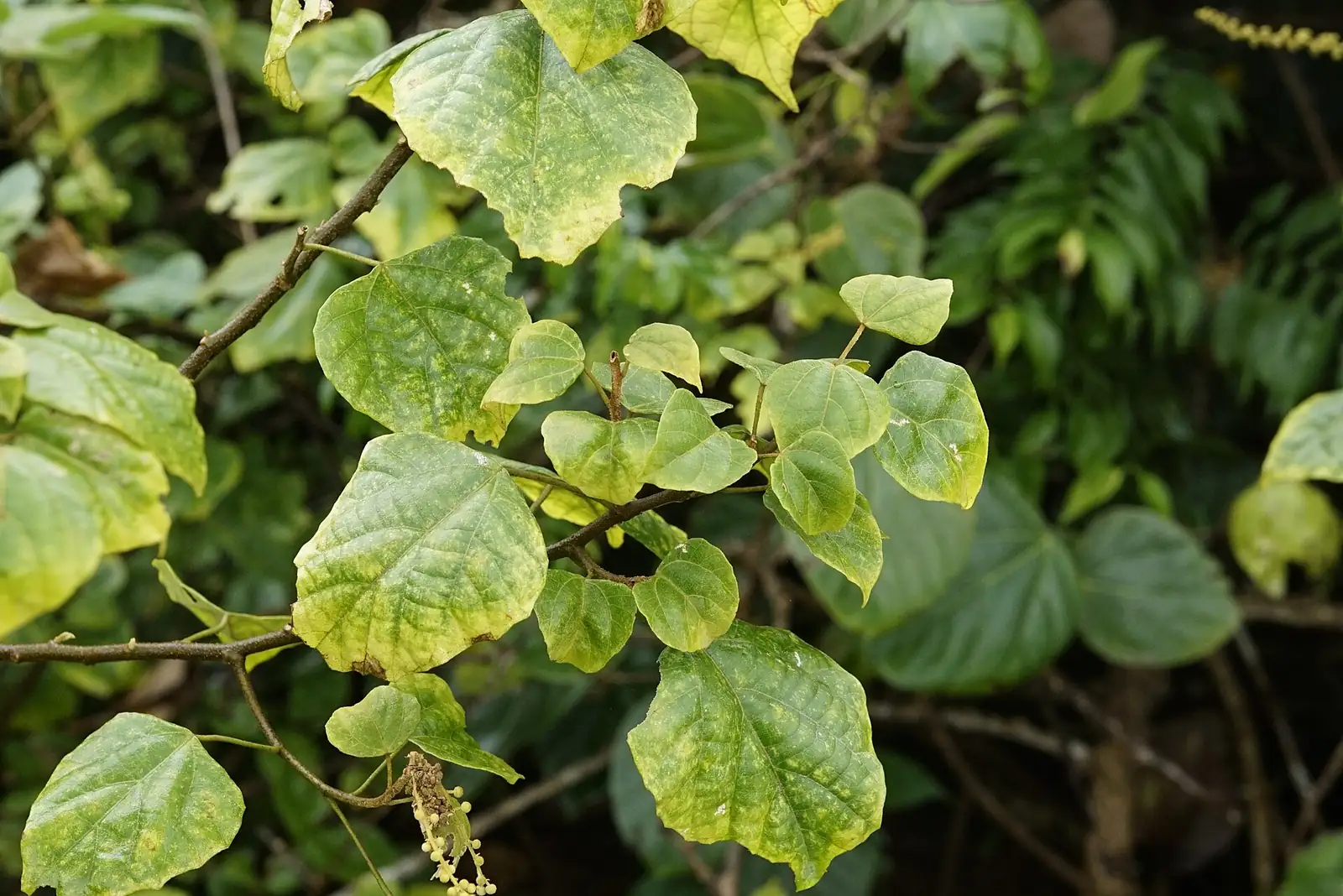 石岩枫 (Mallotus repandus) — 环境展示
