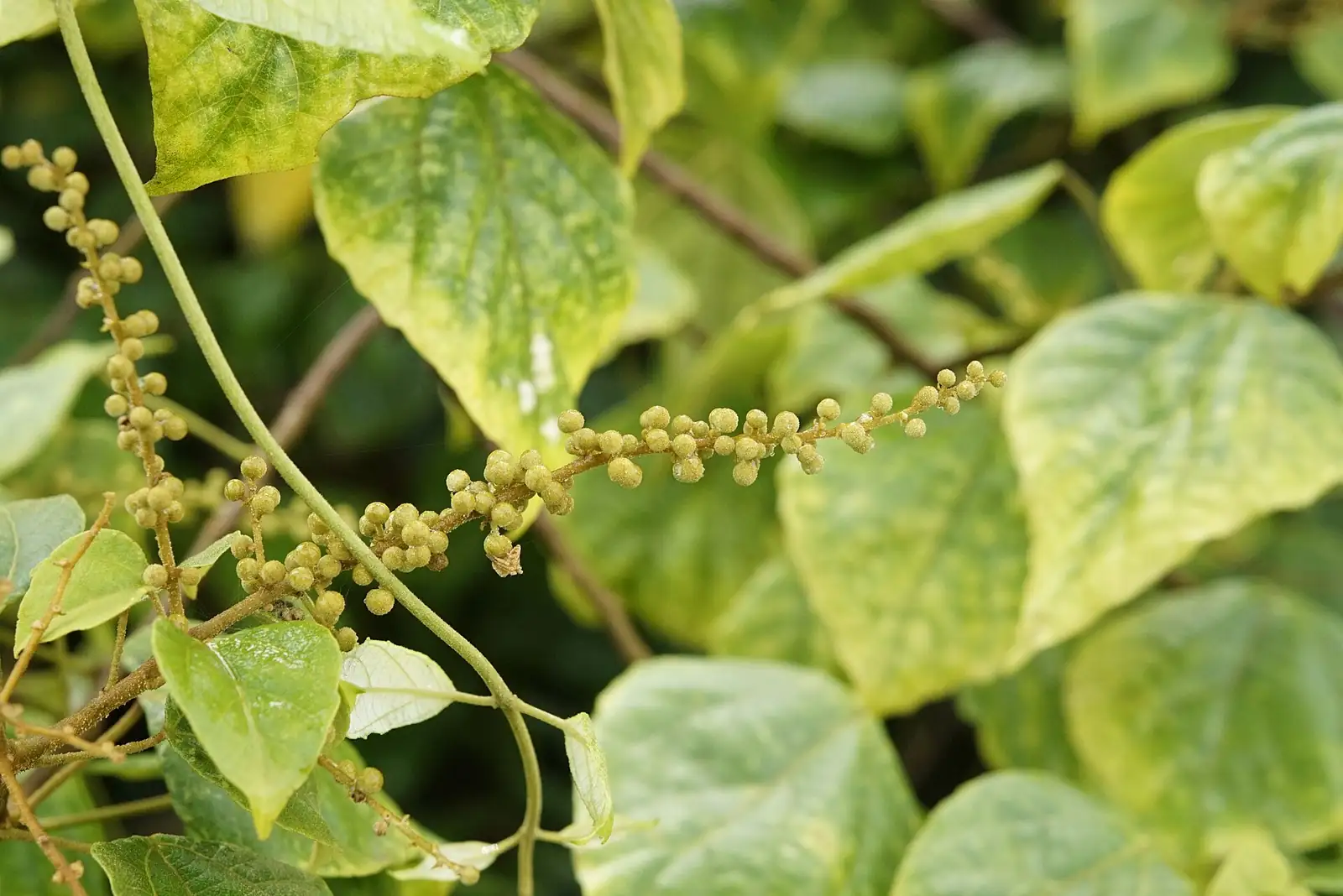 石岩枫 (Mallotus repandus) — 细节