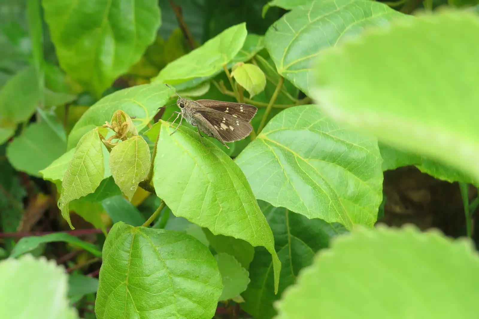 石岩枫 (Mallotus repandus) — 特写